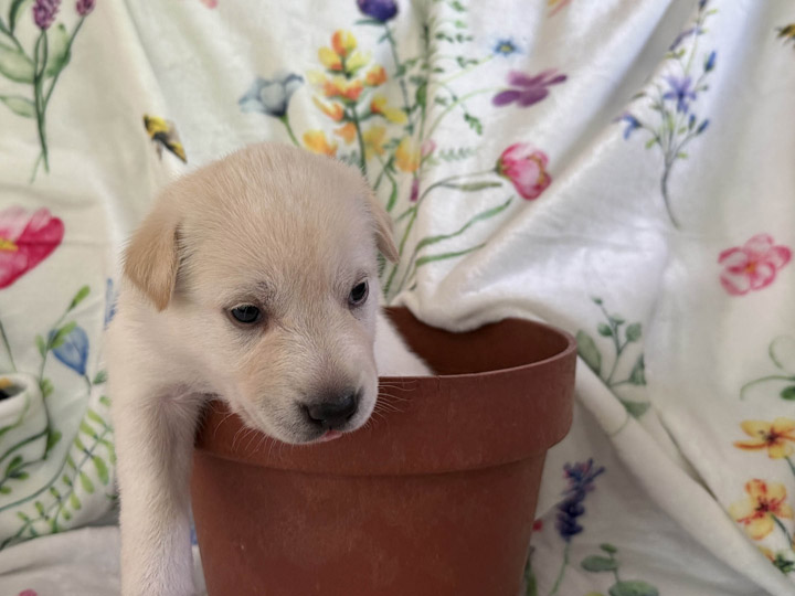 chinook puppy